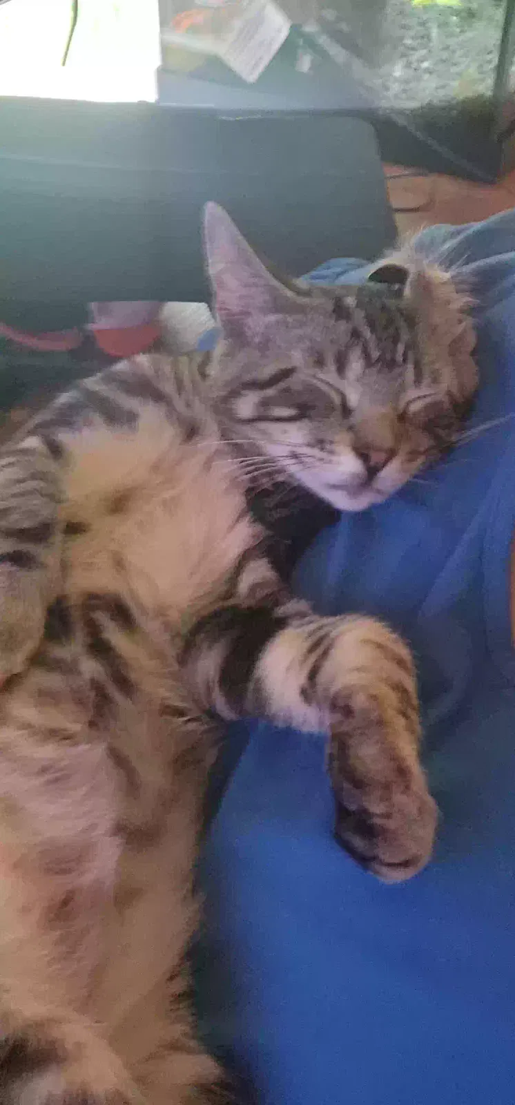 Lost cat in Chesapeake, VA, 23320