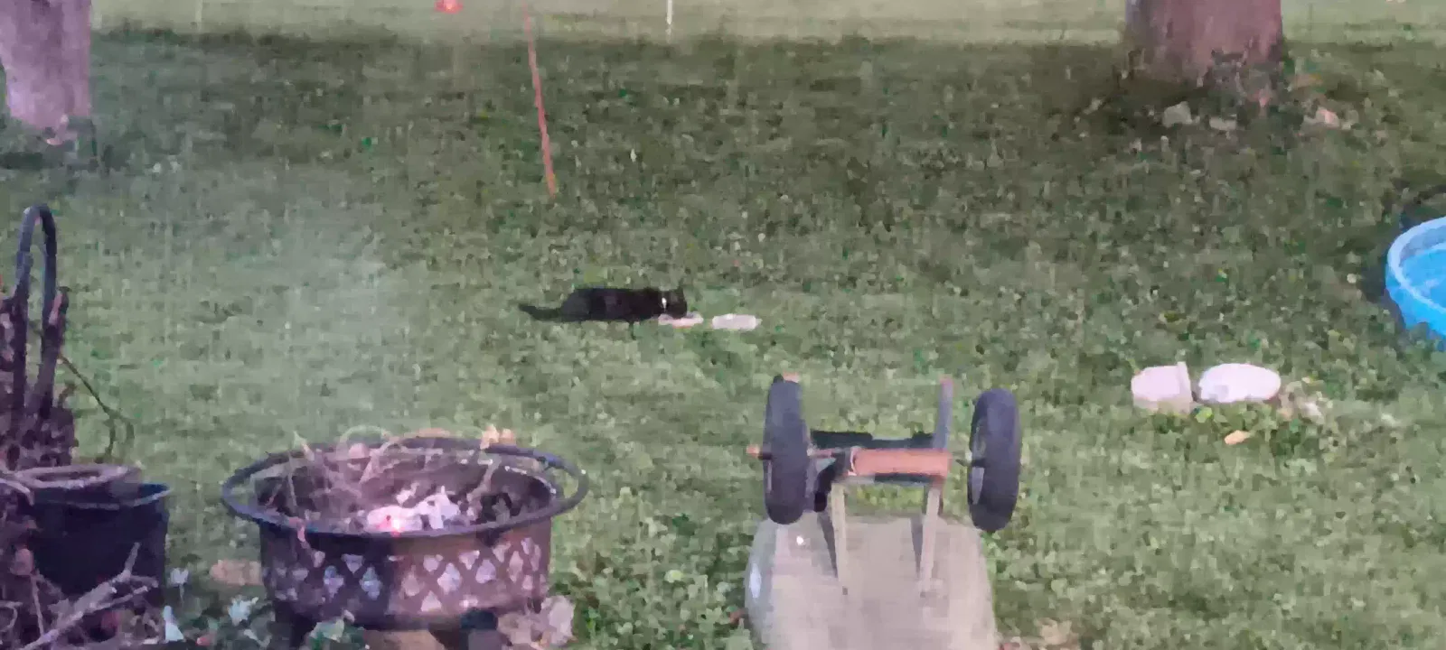 Found cat in Florissant, MO, 63031