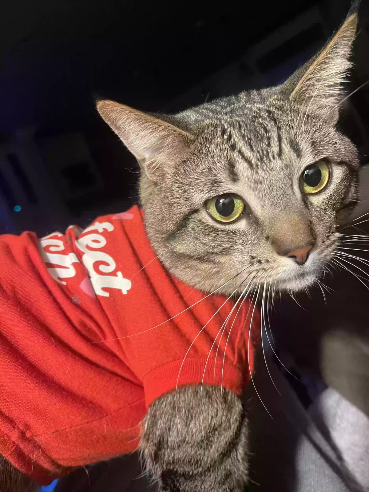 Lost cat in Hacienda Heights, CA, 91745