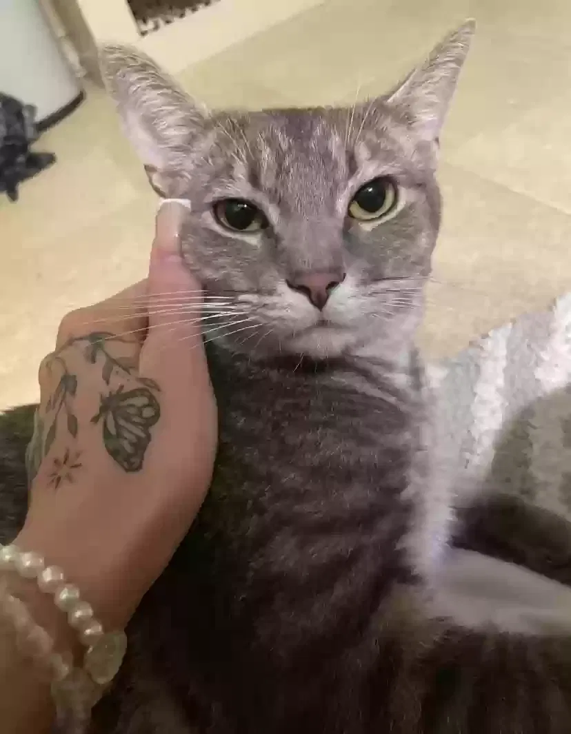 Lost cat in Painesville, OH, 44077