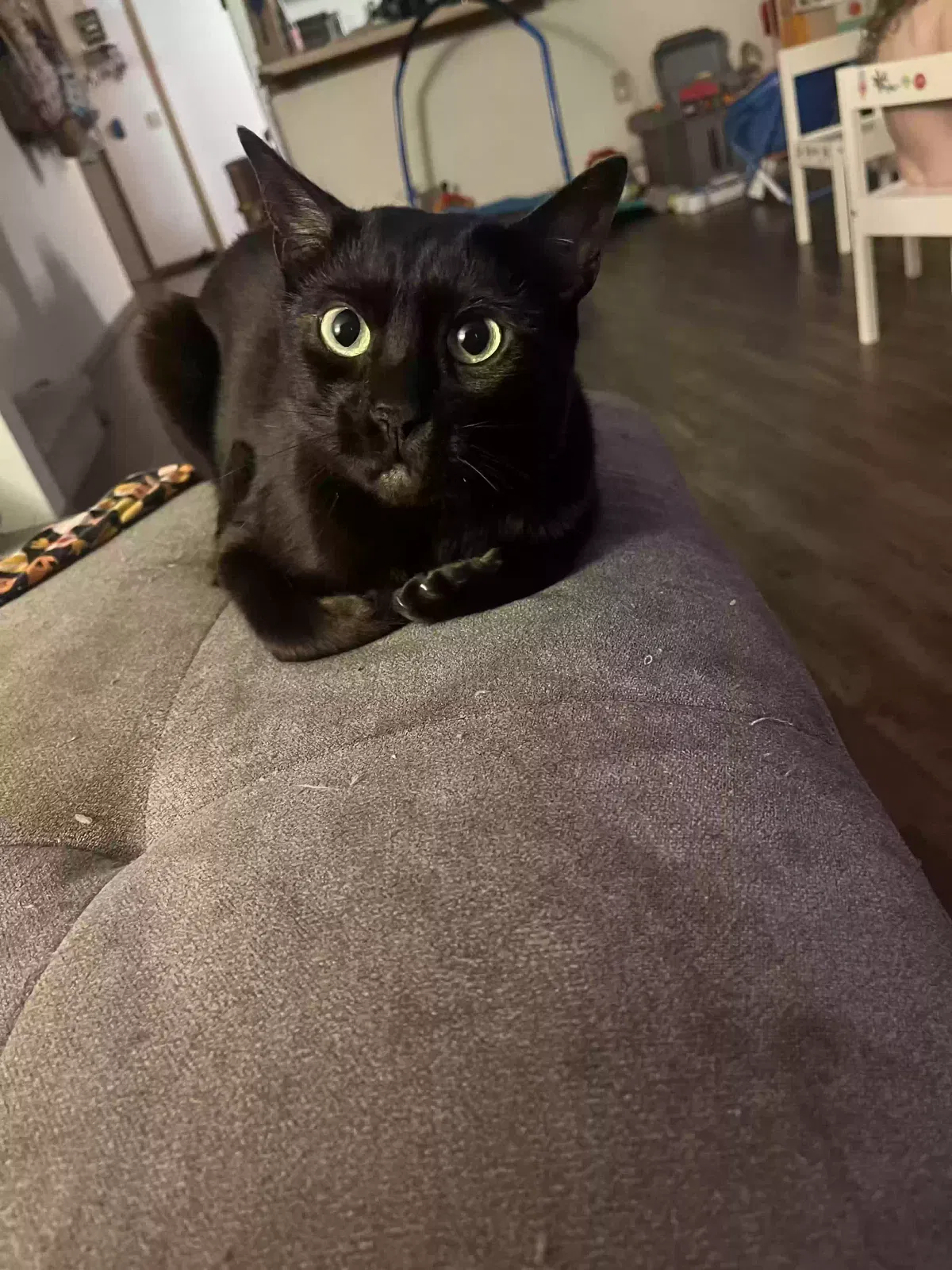 Lost cat in Verona, WI, 53593