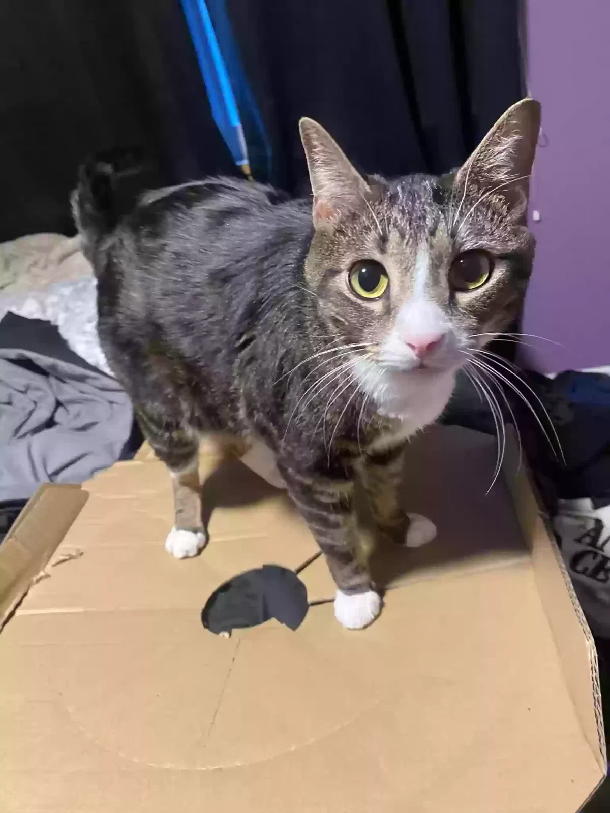 Lost cat in Bakersfield, CA, 93311