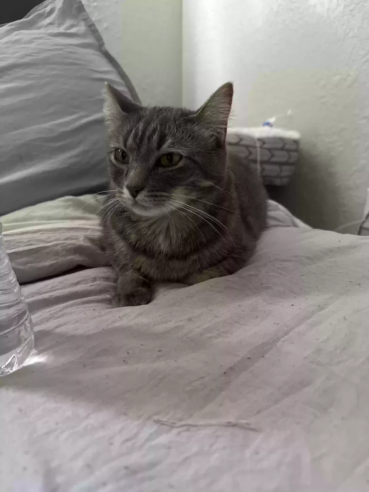 Lost cat in Longmont, CO, 80504