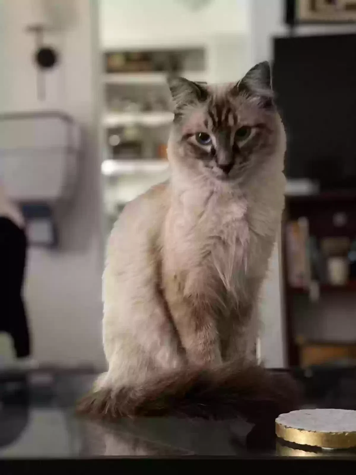 Lost cat in Boise, ID, 83709