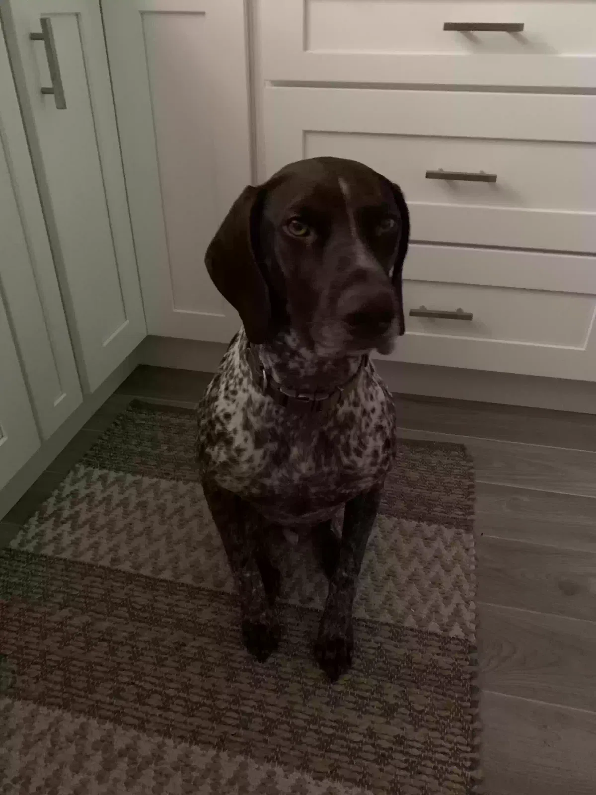 Lost dog in New Smyrna Beach, FL, 32168