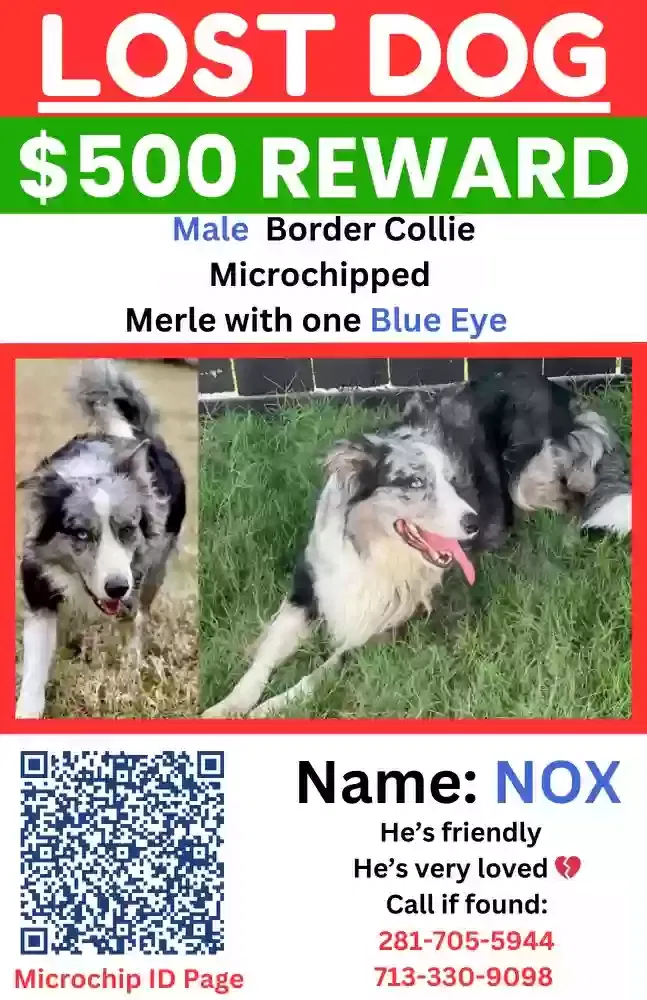 Lost dog in Houston, TX, 77080