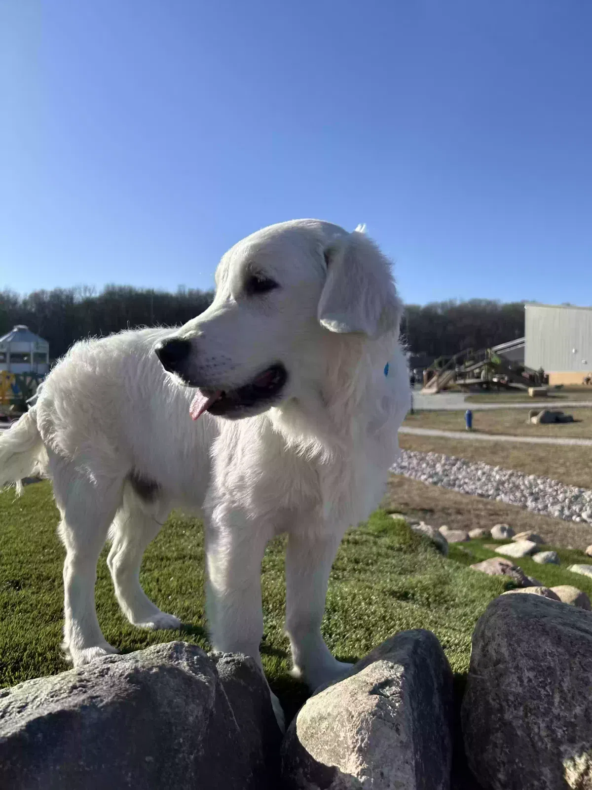 Lost dog in Urbandale, IA, 50322