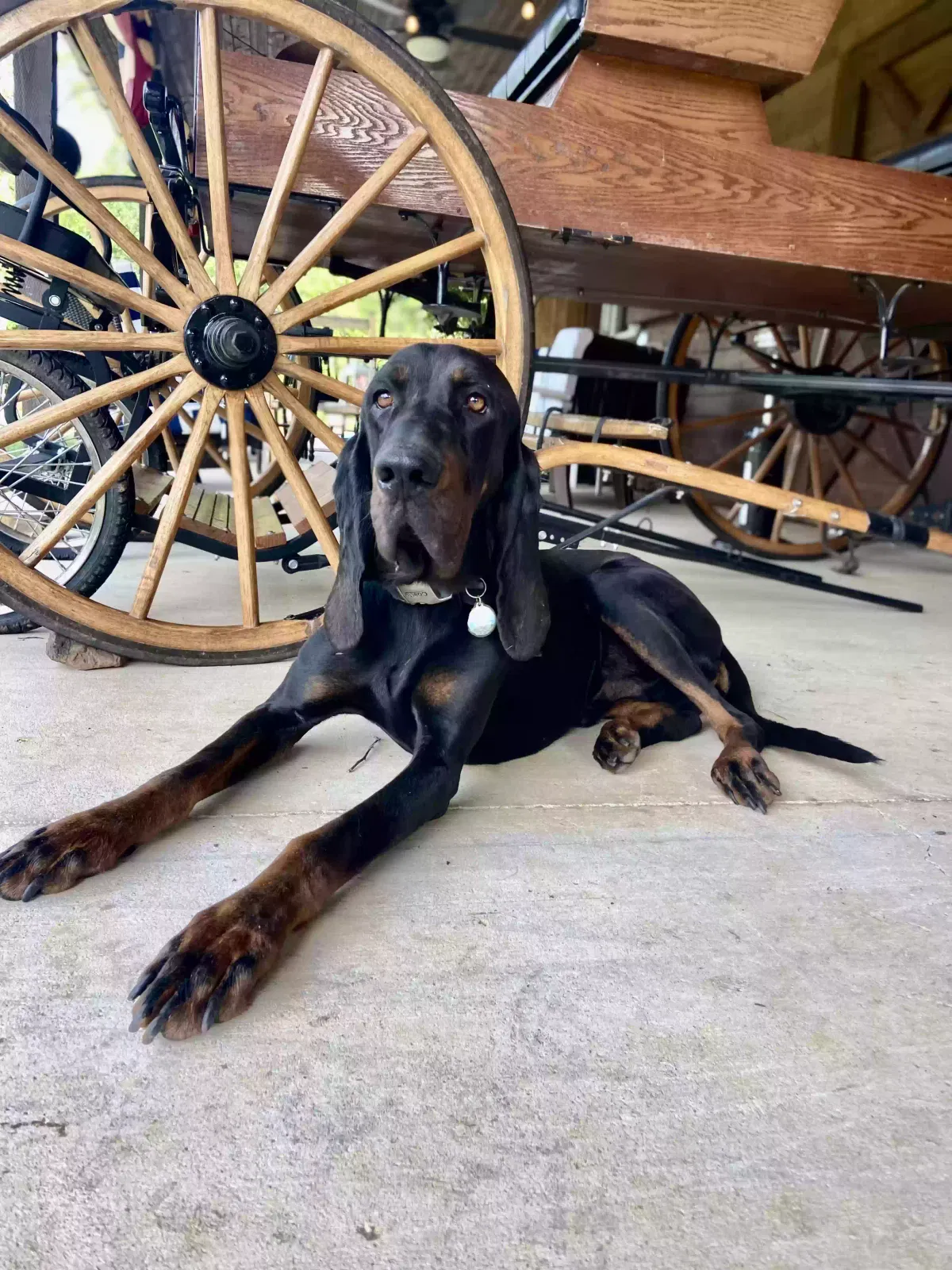Lost dog in Gurley, AL, 35748