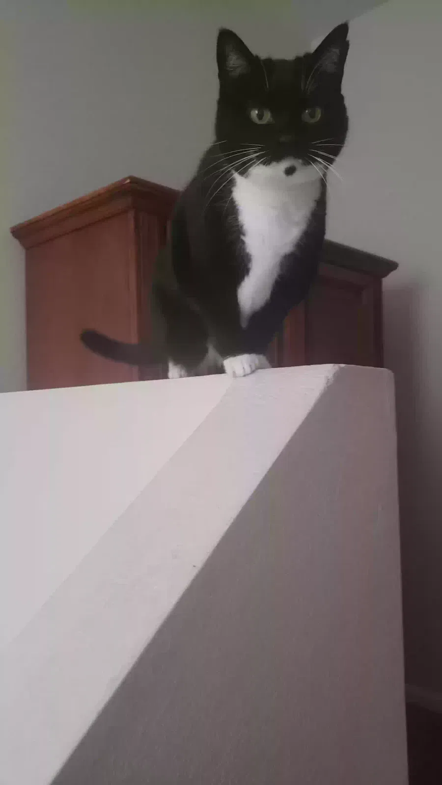 Lost cat in Fountain, CO, 80817