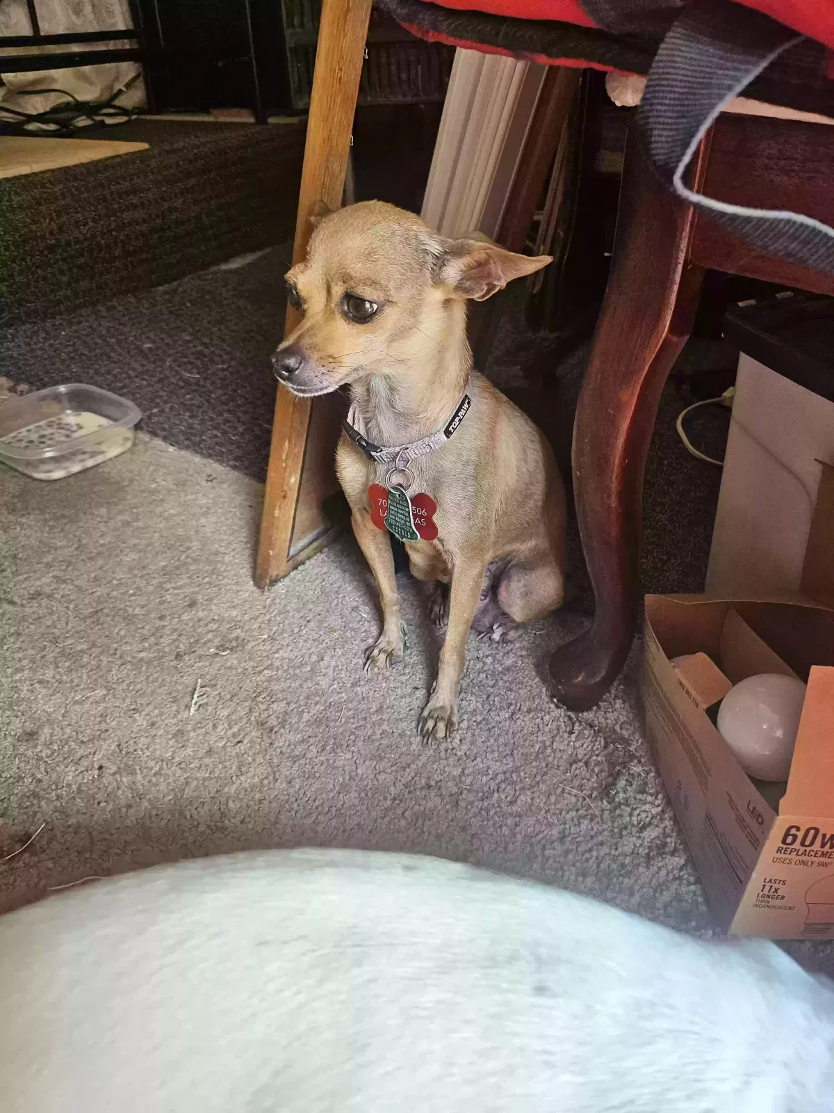 Lost dog in Las Vegas, NV, 89156