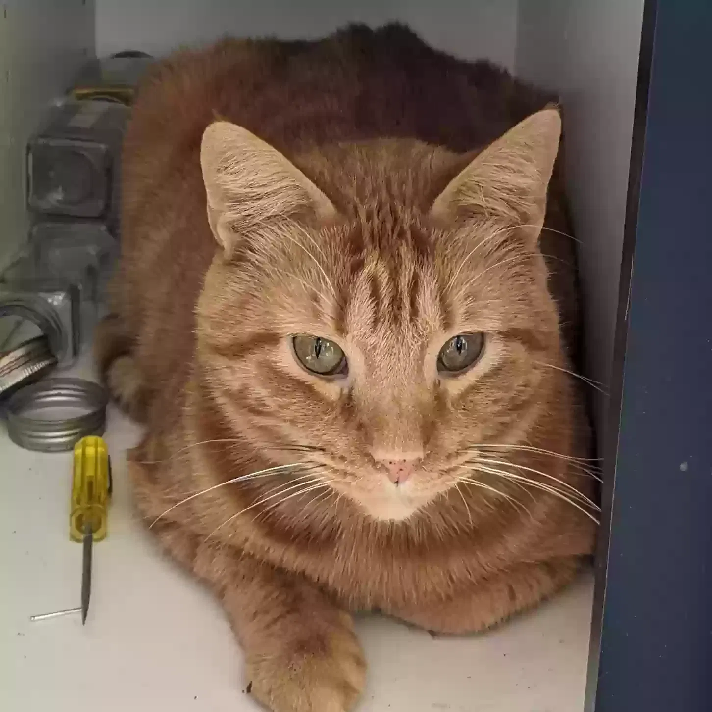 Lost cat in Louisville, KY, 40204