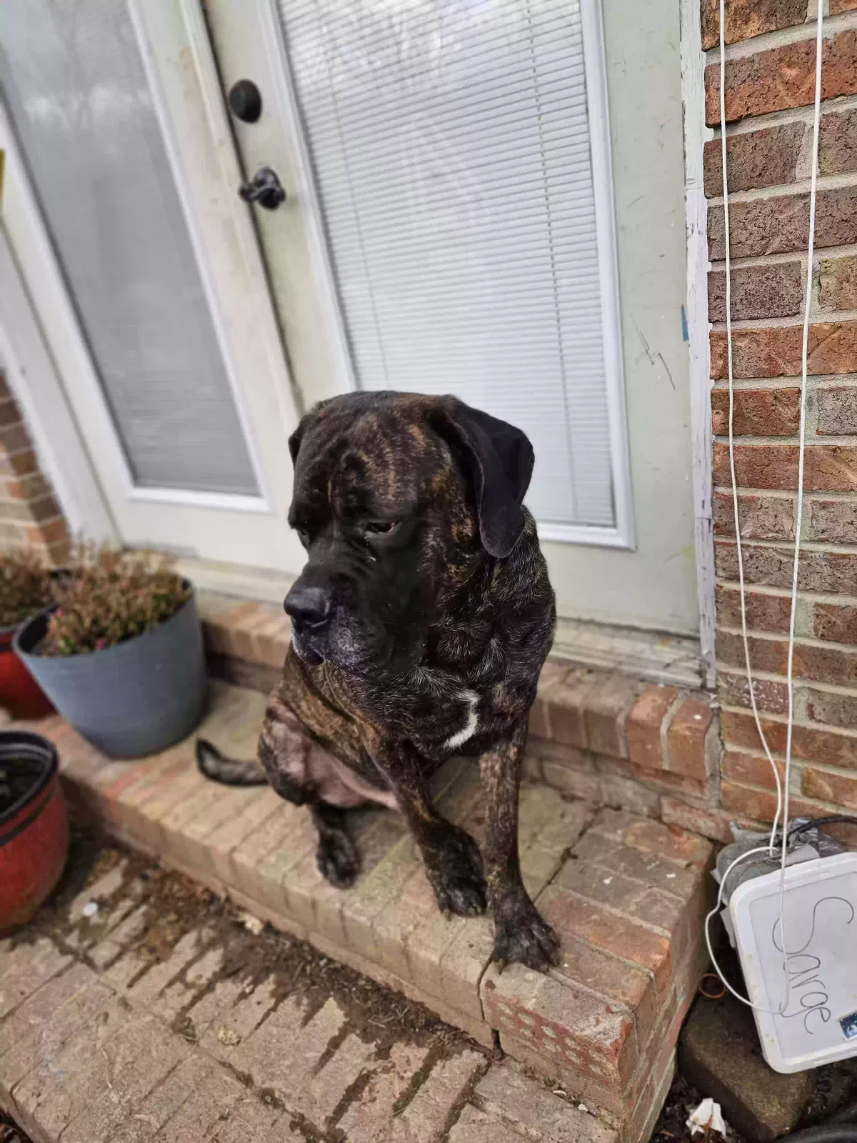Lost dog in Goshen, OH, 45122