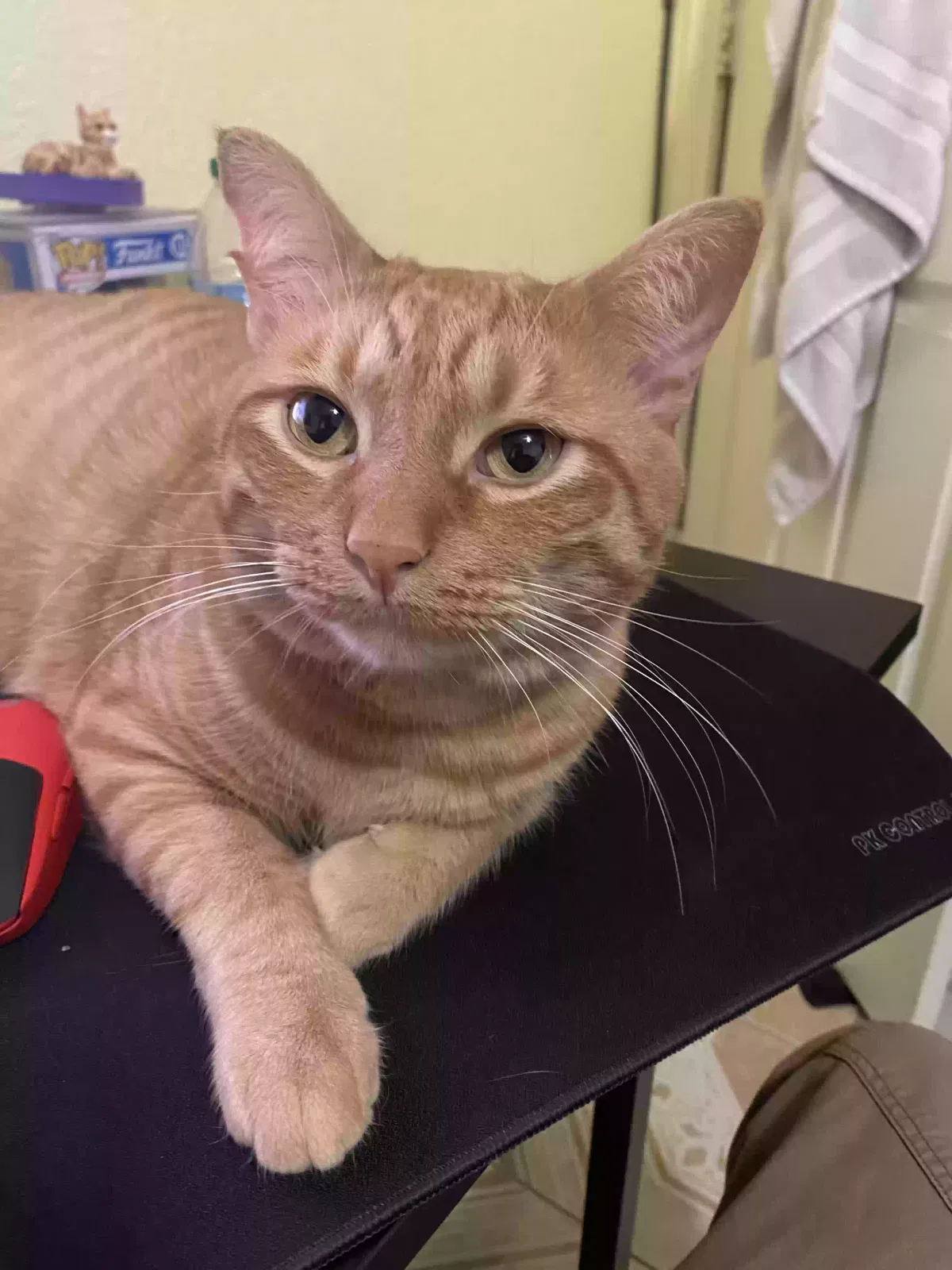 Lost cat in Haltom City, TX, 76117