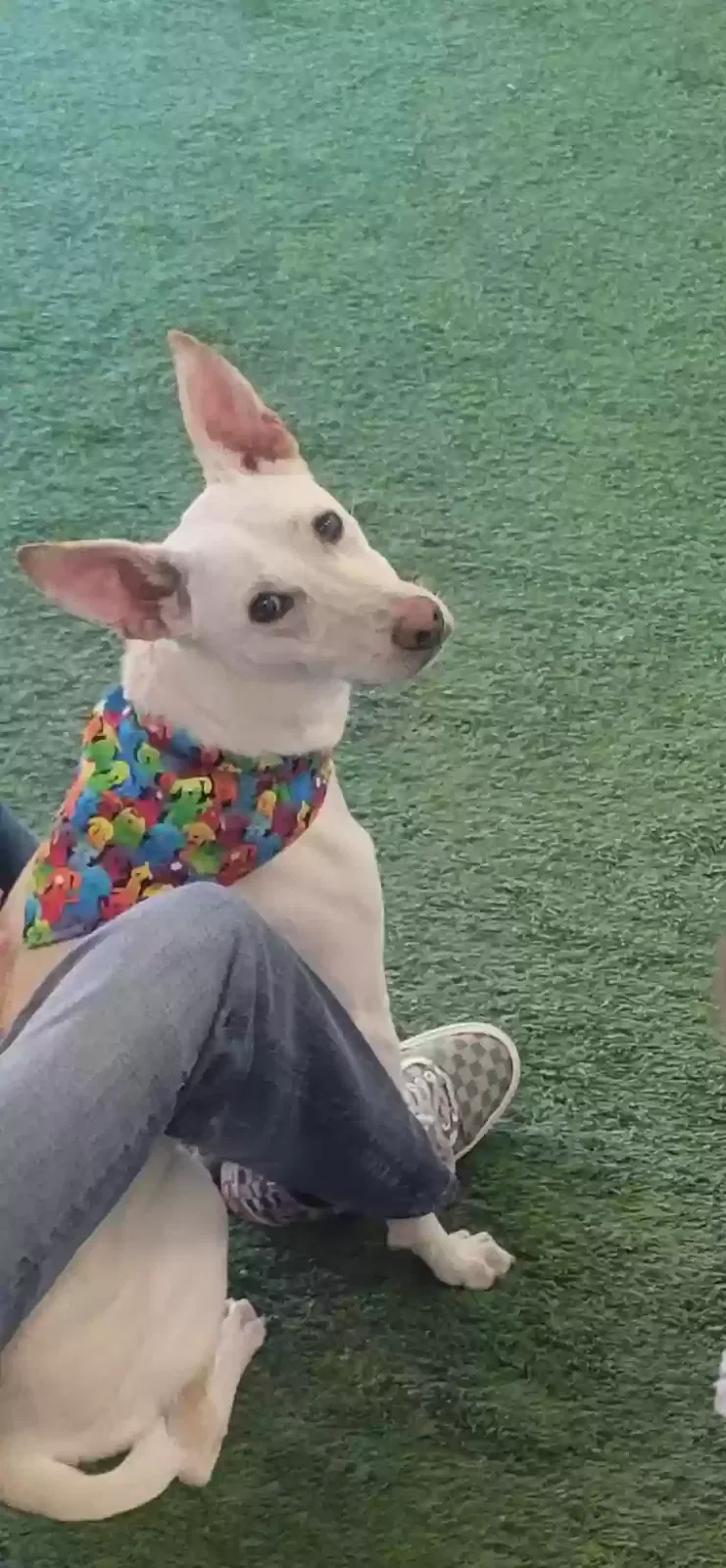 Lost dog in Gridley, CA, 95948
