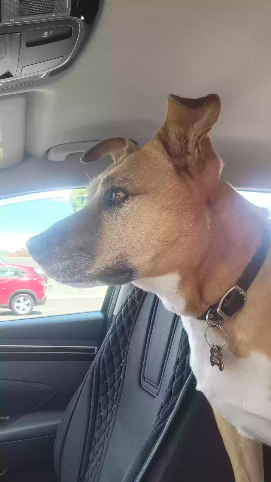 Lost dog in Gridley, CA, 95948
