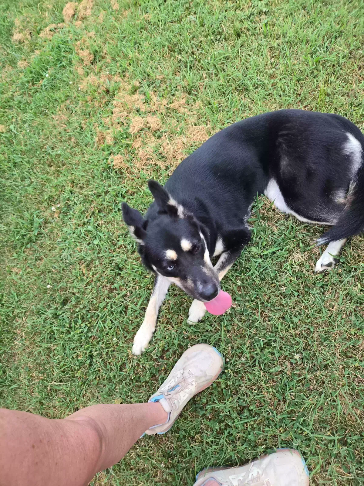 Found dog in Springfield, MO, 65807