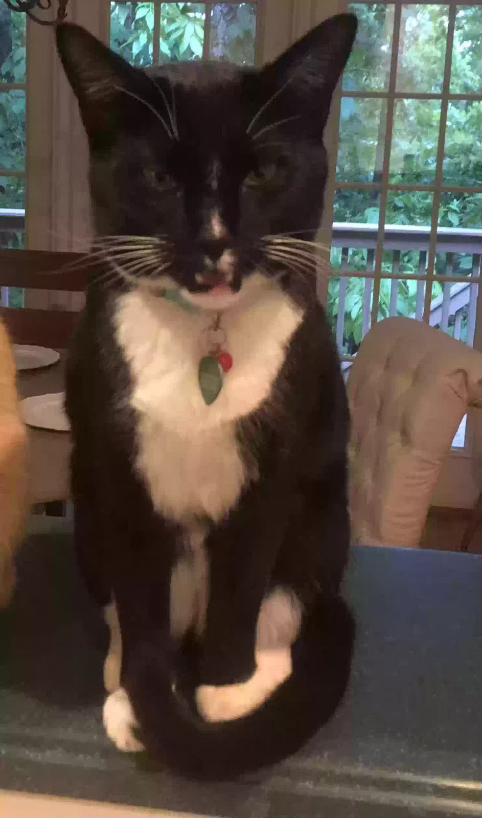 Lost cat in Cumming, GA, 30041