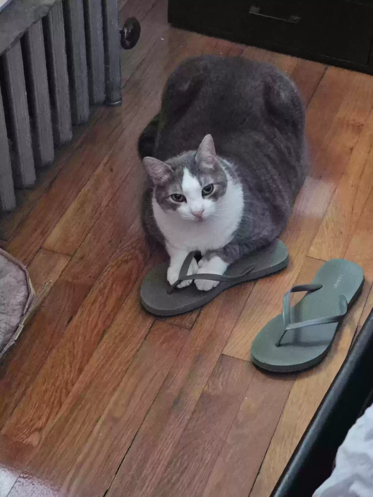 Lost cat in Manchester, CT, 6042