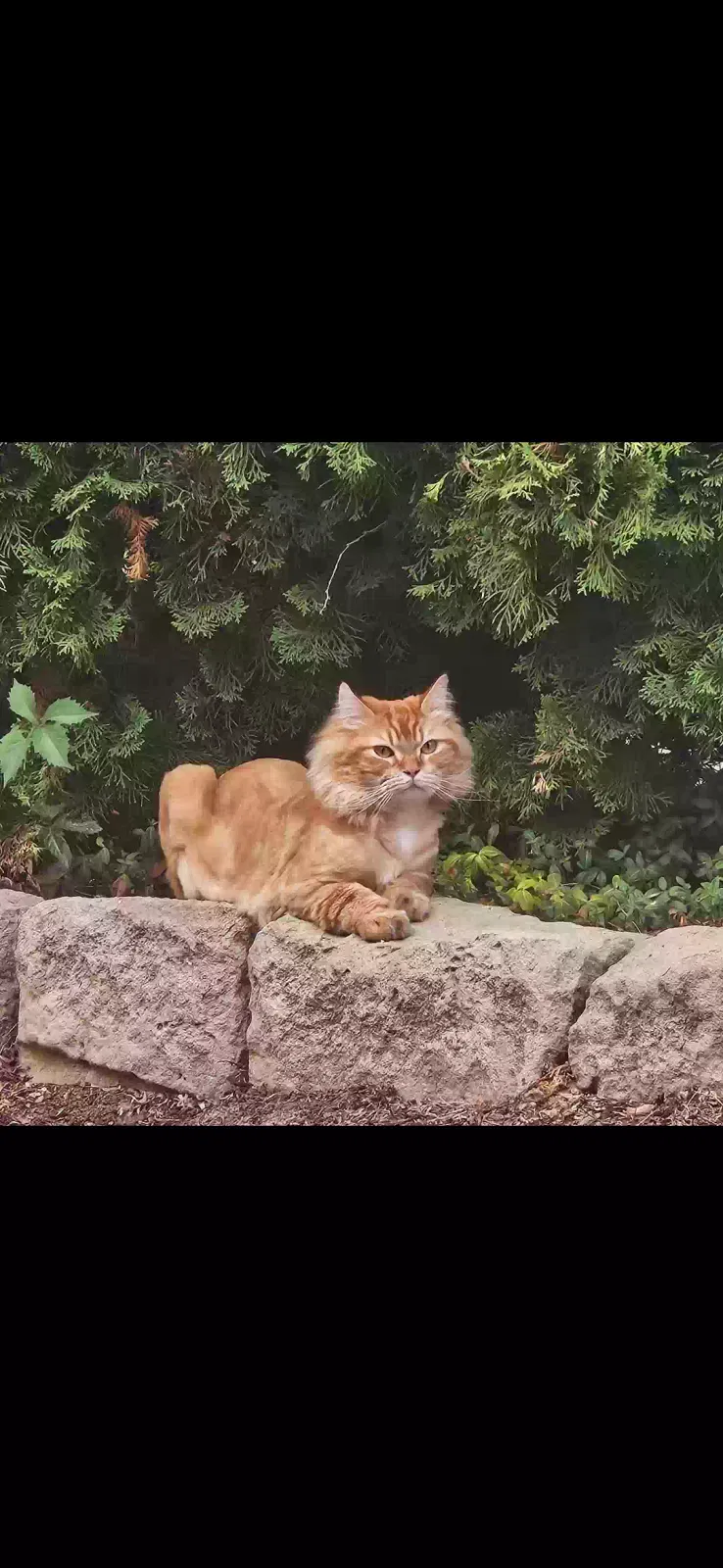 Lost cat in Boise, ID, 83702
