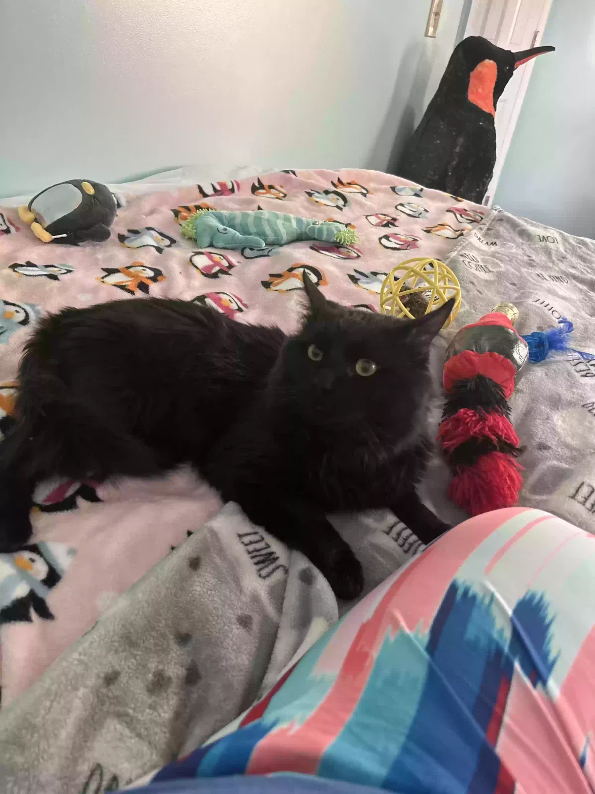 Lost cat in Sanford, NC, 27332