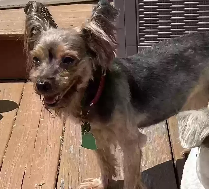 Lost dog in Monroe, NY, 10950