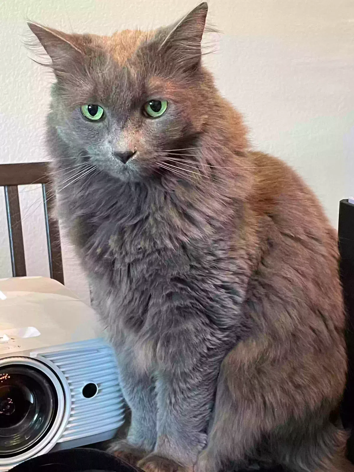 Lost cat in San Jose, CA, 95112