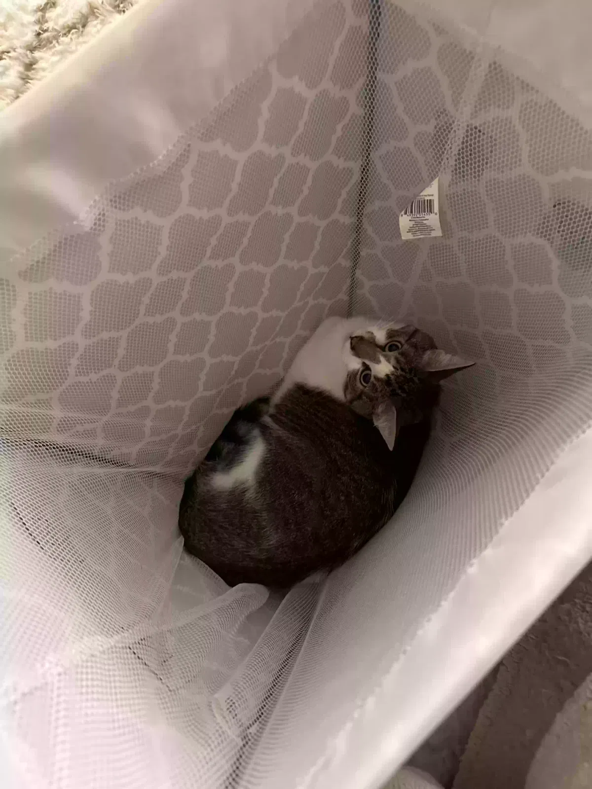 Lost cat in Wylie, TX, 75098
