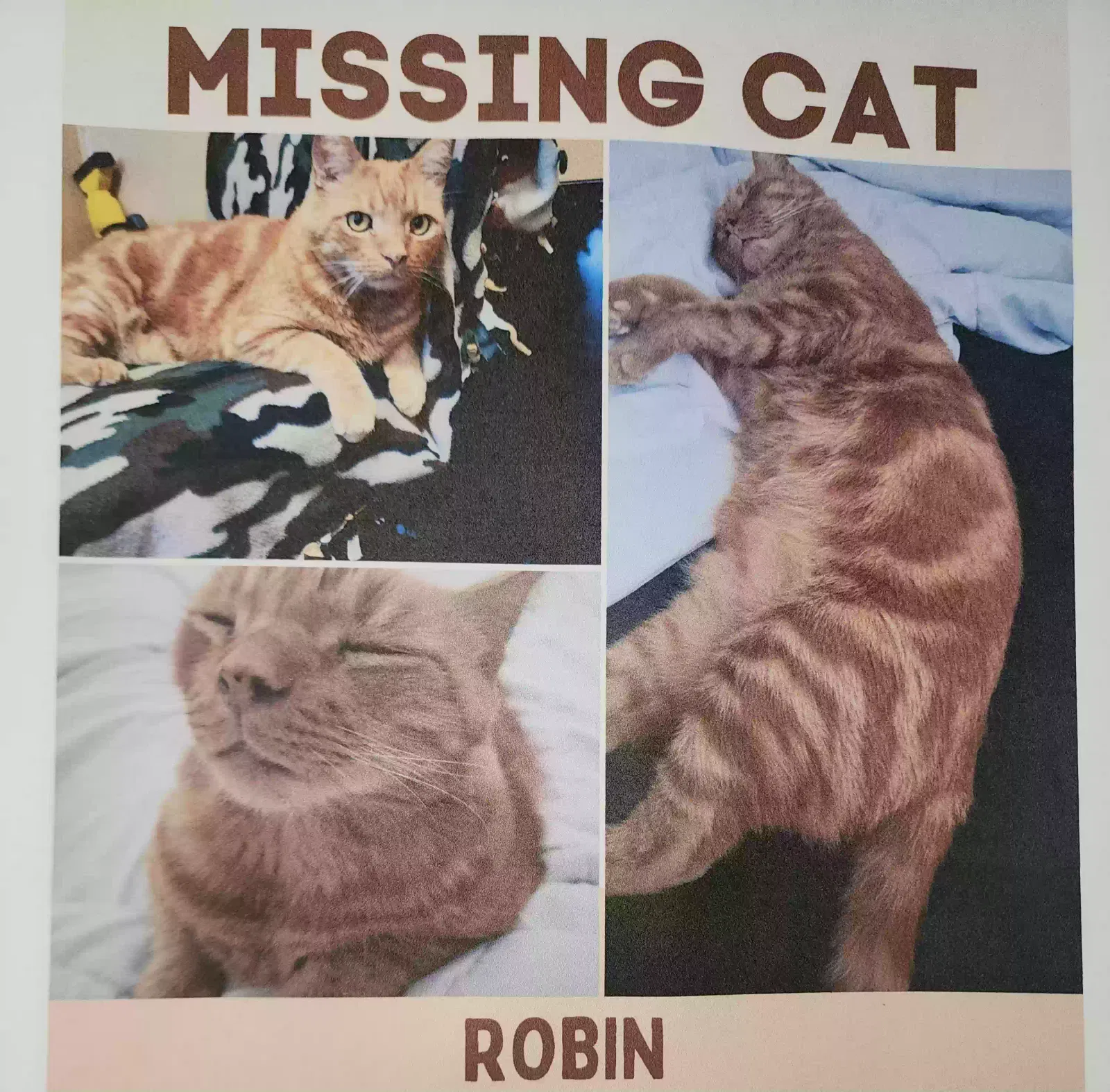 Lost cat in Riverside, CA, 92503