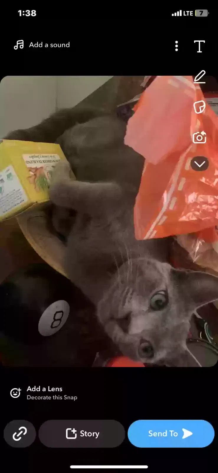 Lost cat in Los Angeles, CA, 90063
