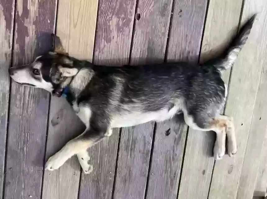 Lost dog in Kingston, GA, 30145