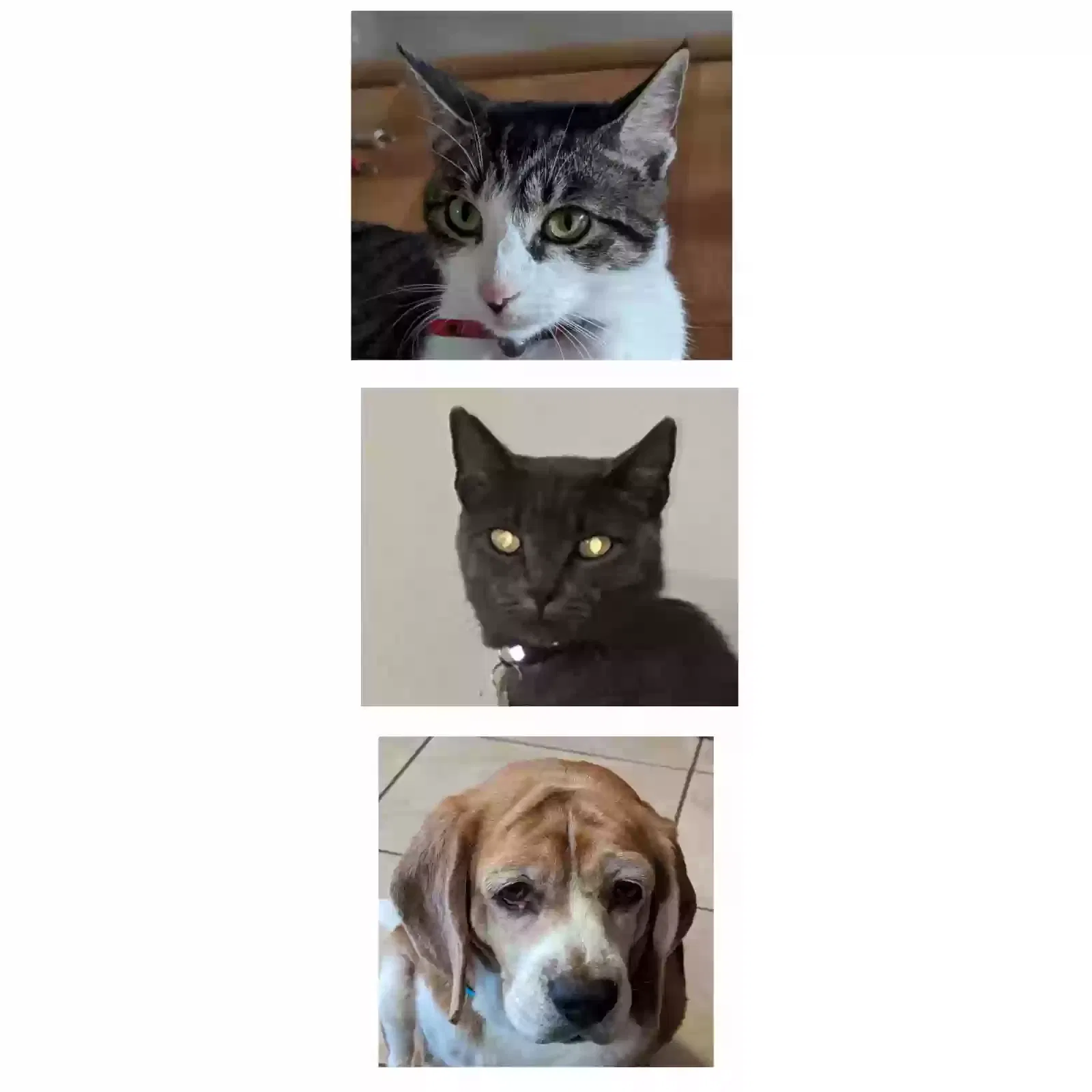 Lost cat in Riverview, FL, 33578