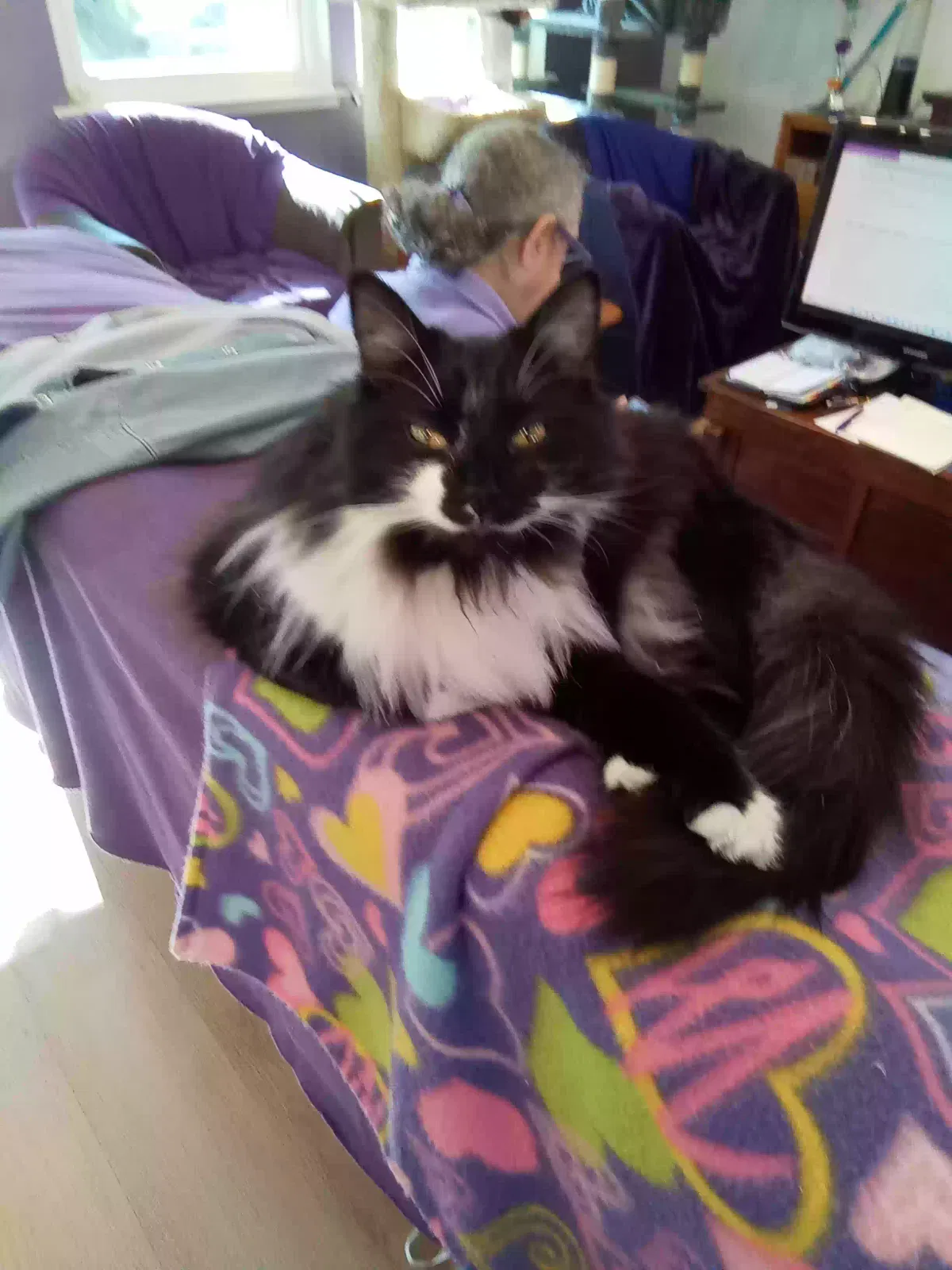 Lost cat in Citrus Heights, CA, 95610