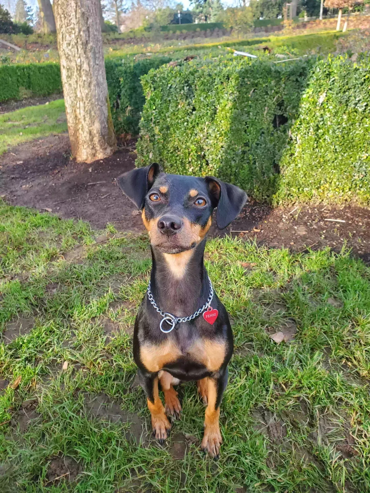 Lost dog in Yakima, WA, 98901