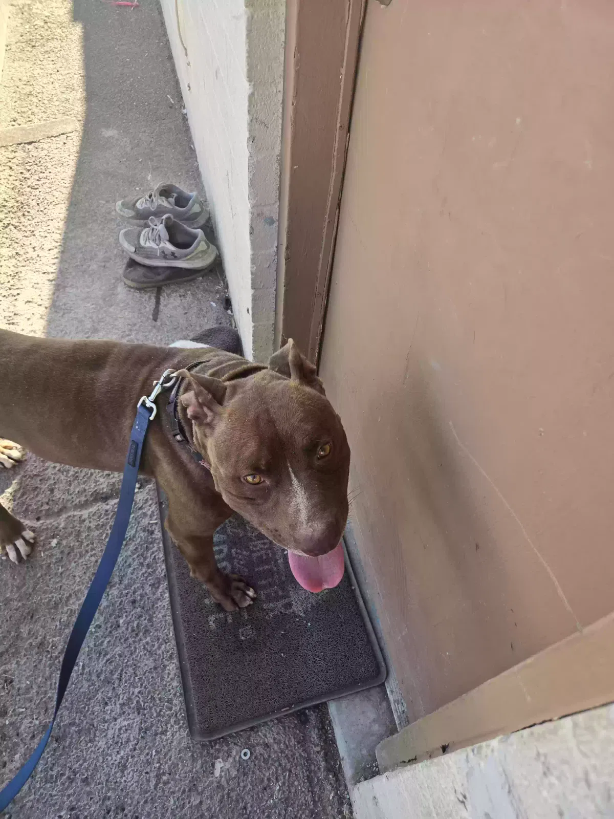 Found dog in Glendale, AZ, 85301