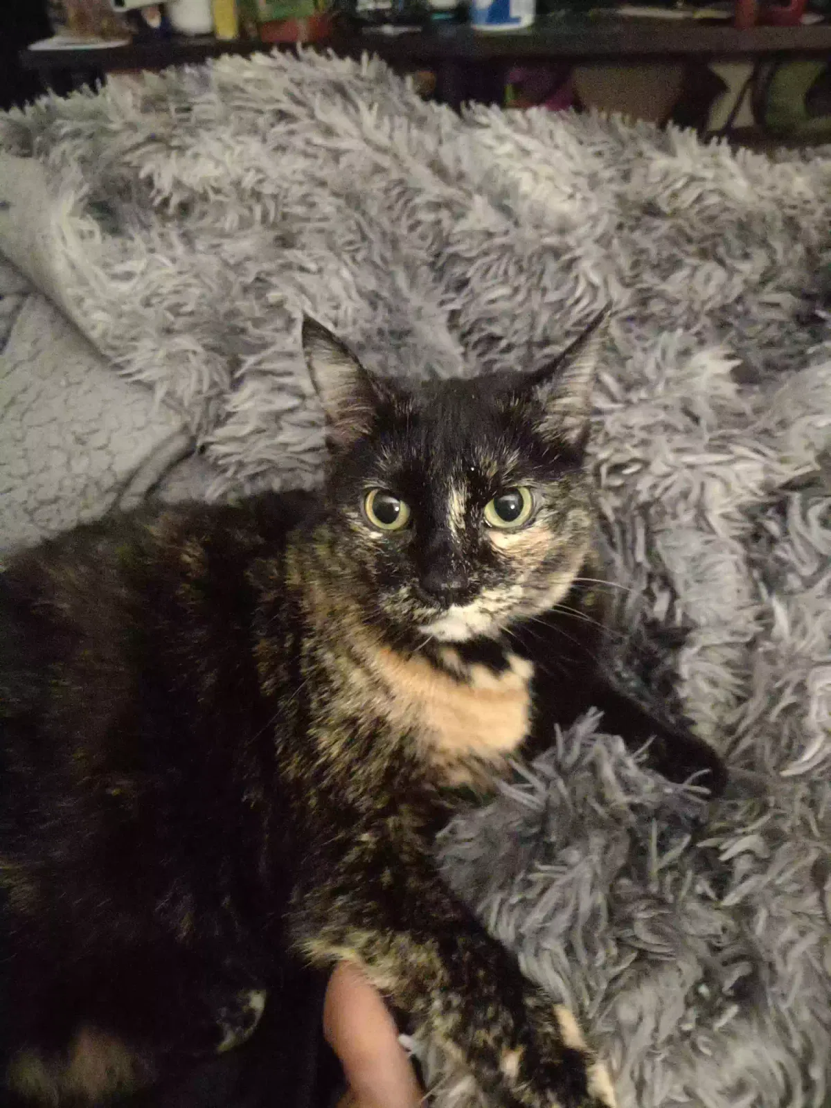 Lost cat in Burnsville, MN, 55337