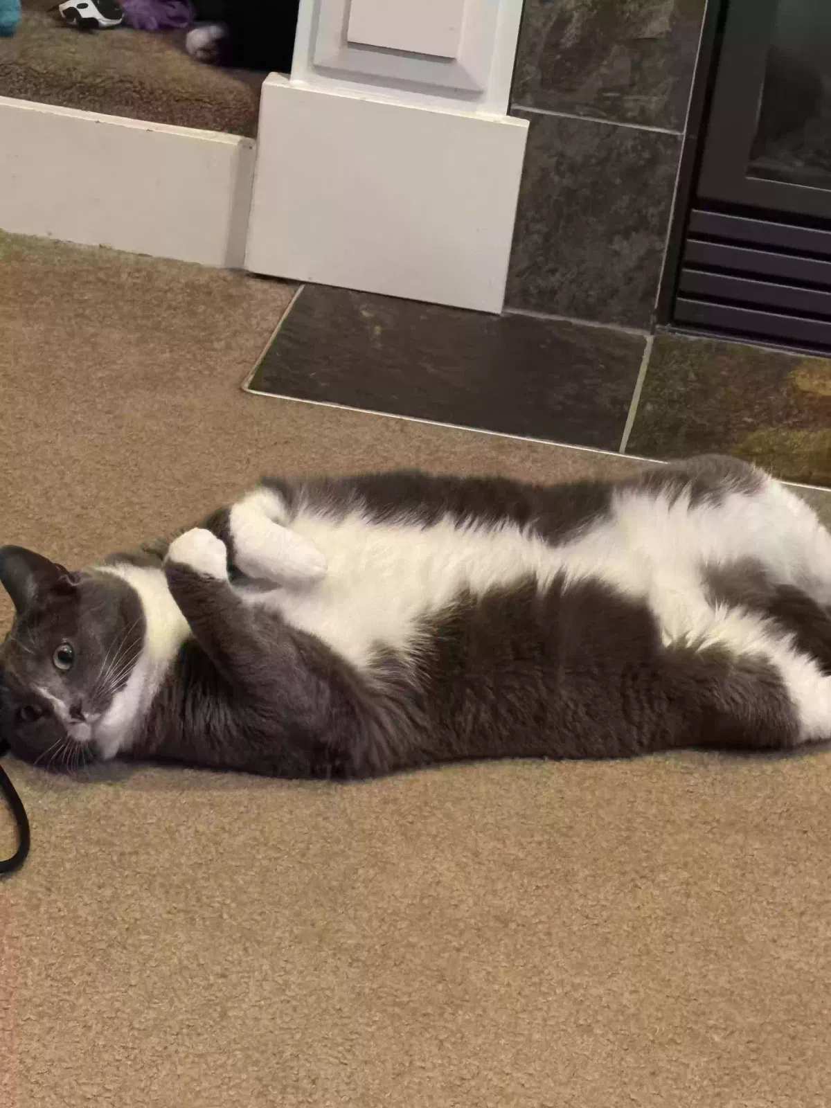 Lost cat in Puyallup, WA, 98375