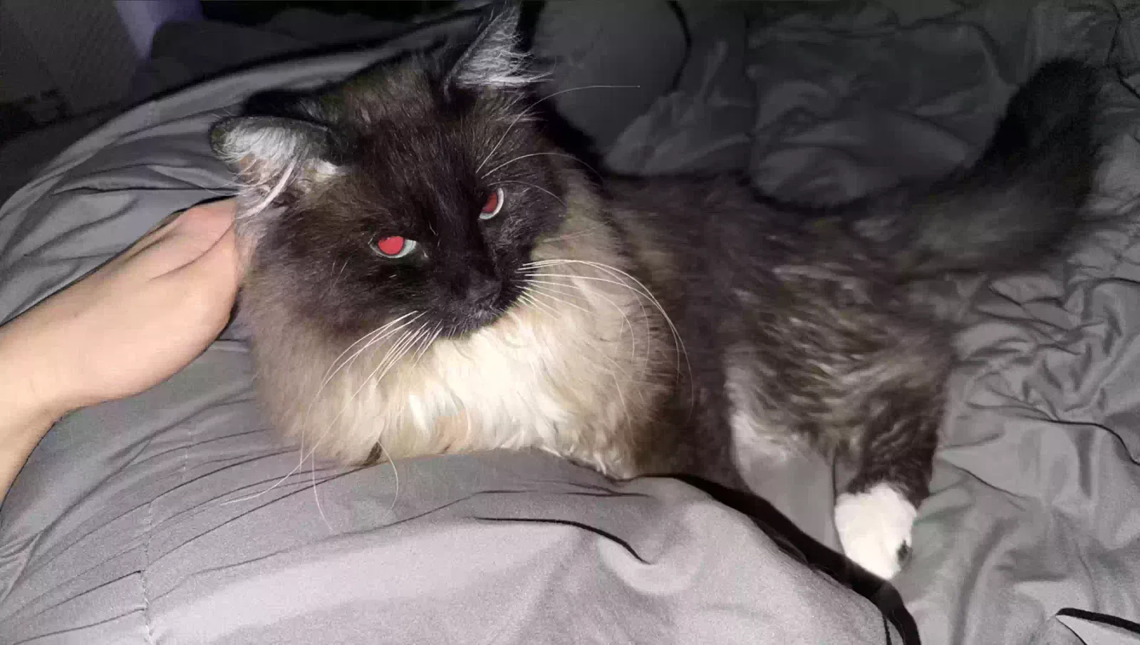 Lost cat in Hacienda Heights, CA, 91745