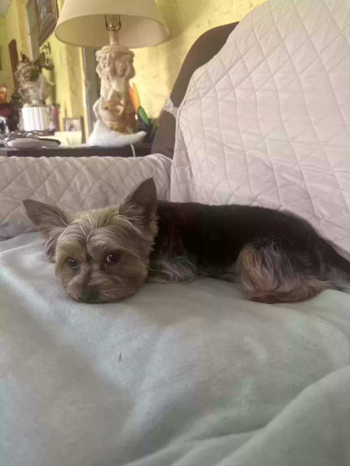 Lost dog in Miami, FL, 33142