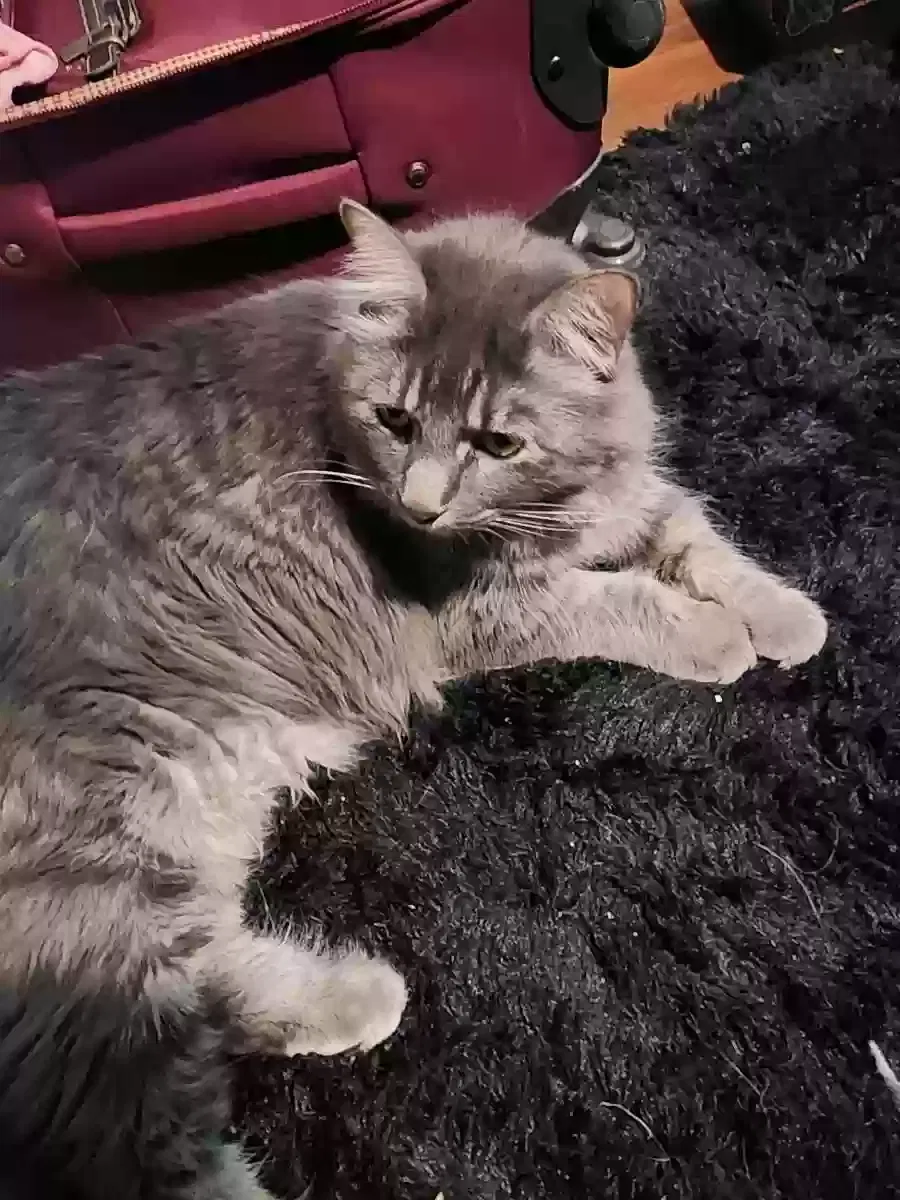 Lost cat in Dallas, TX, 75243