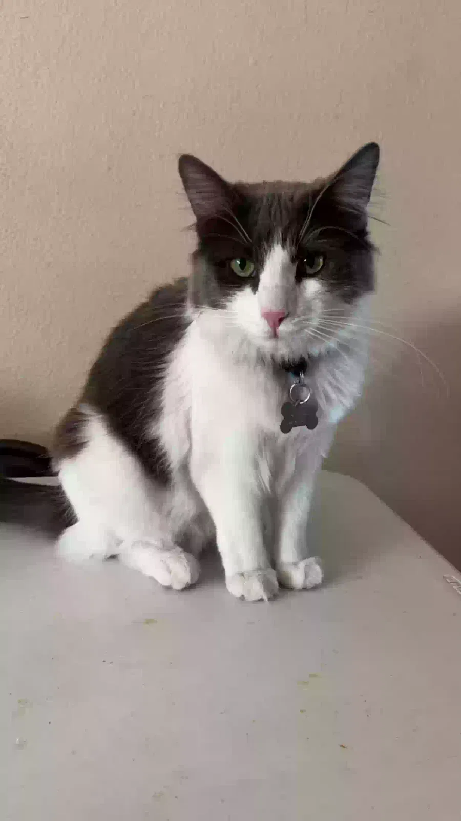 Lost cat in North Las Vegas, NV, 89030
