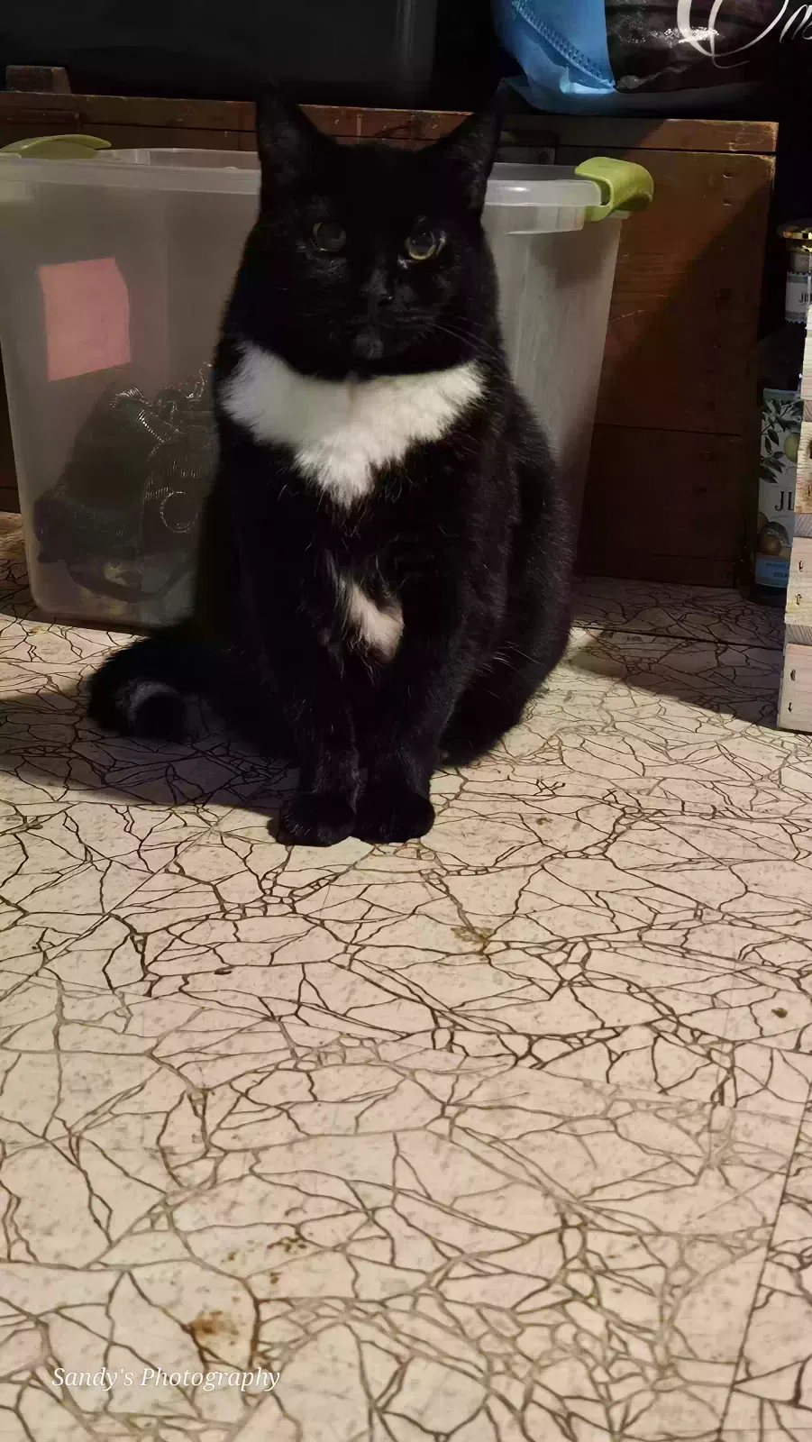 Lost cat in Warren, MI, 48092