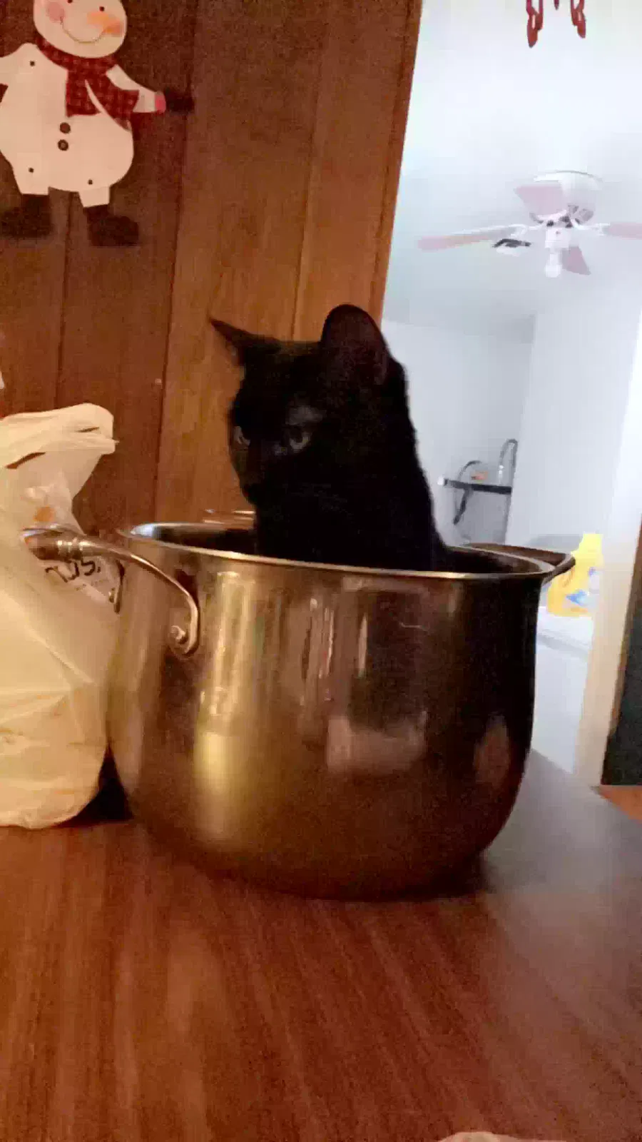 Lost cat in North Las Vegas, NV, 89030