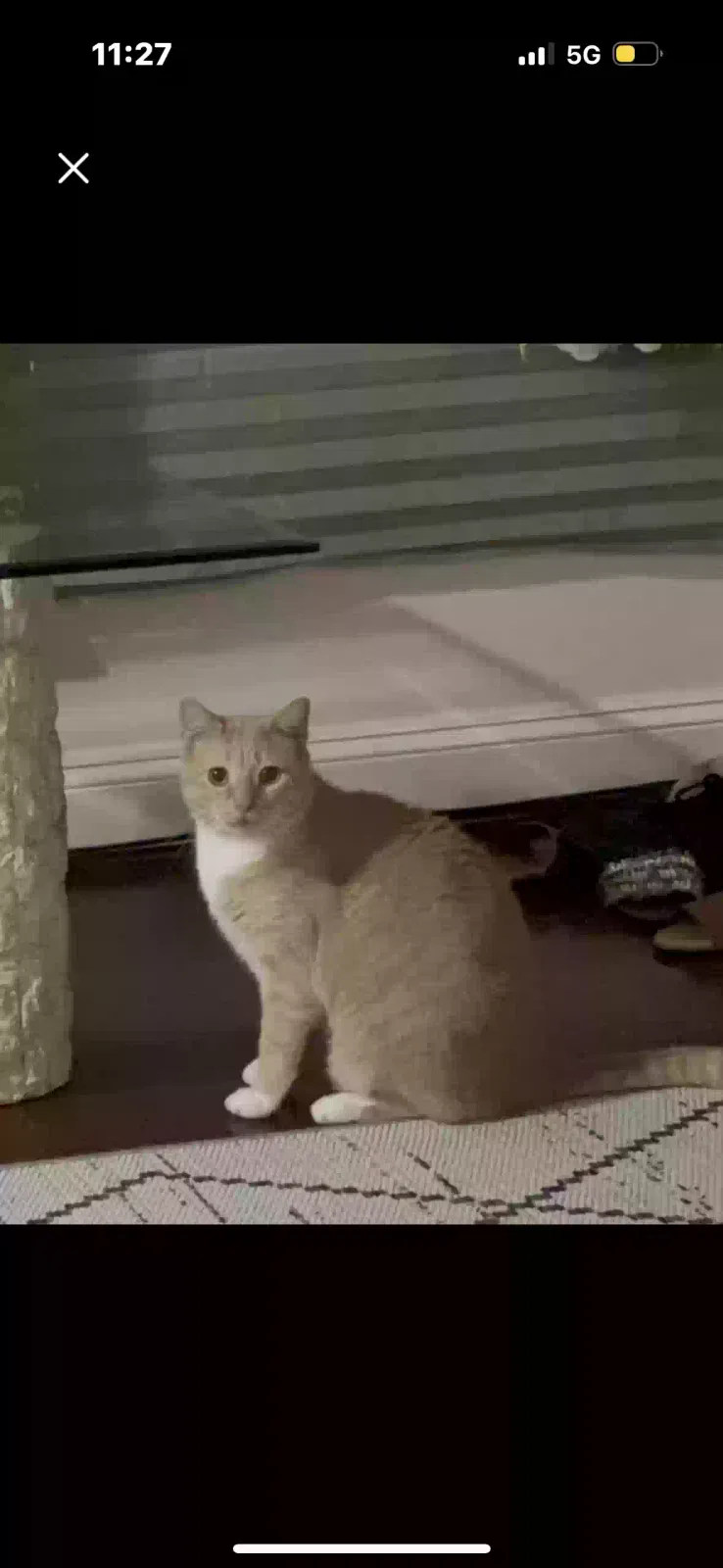 Lost cat in Wesley Chapel, FL, 33545