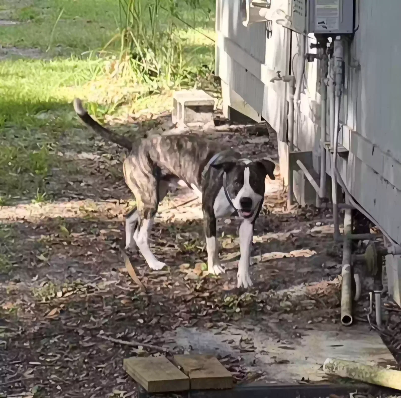 Lost dog in Old Town, FL, 32680