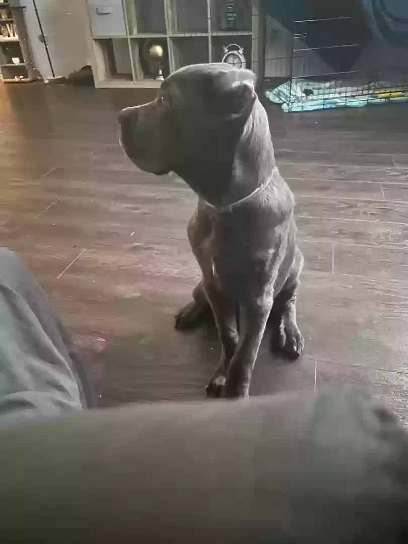 Lost dog in Bonham, TX, 75418