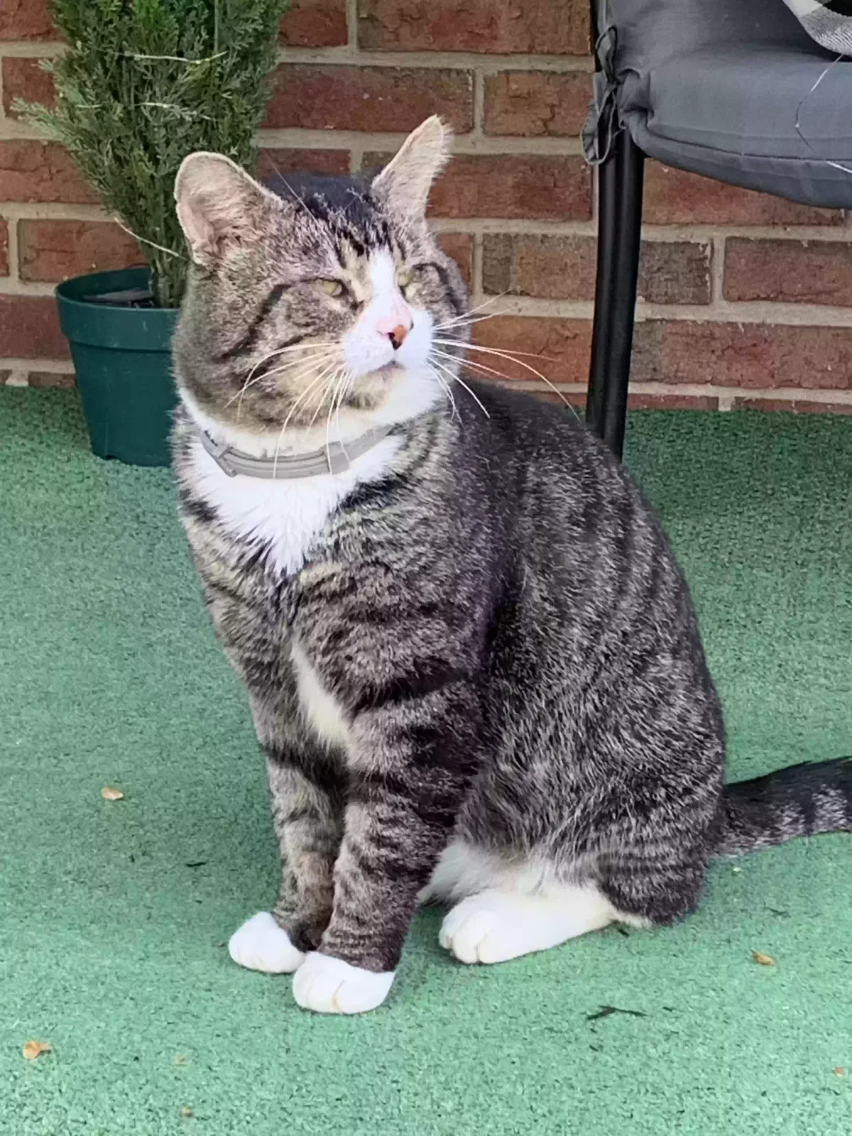 Lost cat in Milton, WV, 25541