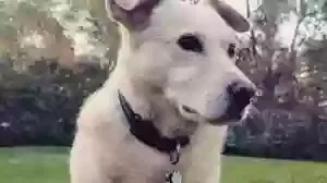 Lost dog in Kent, WA, 98032
