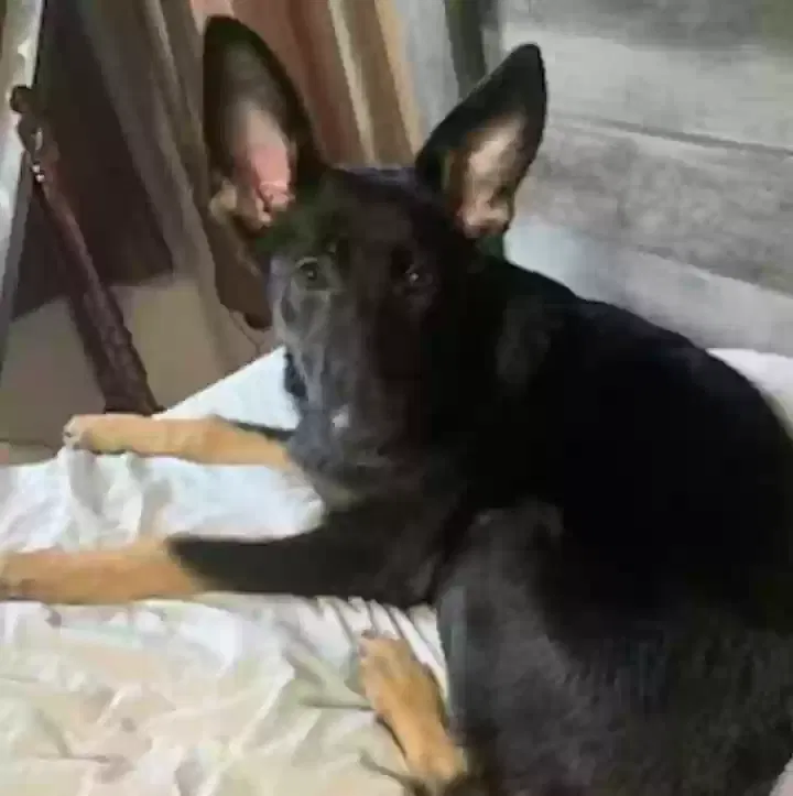 Lost dog in Springfield, MO, 65807