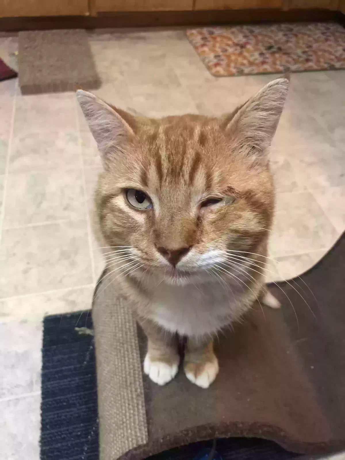 Lost cat in Hinesville, GA, 31313