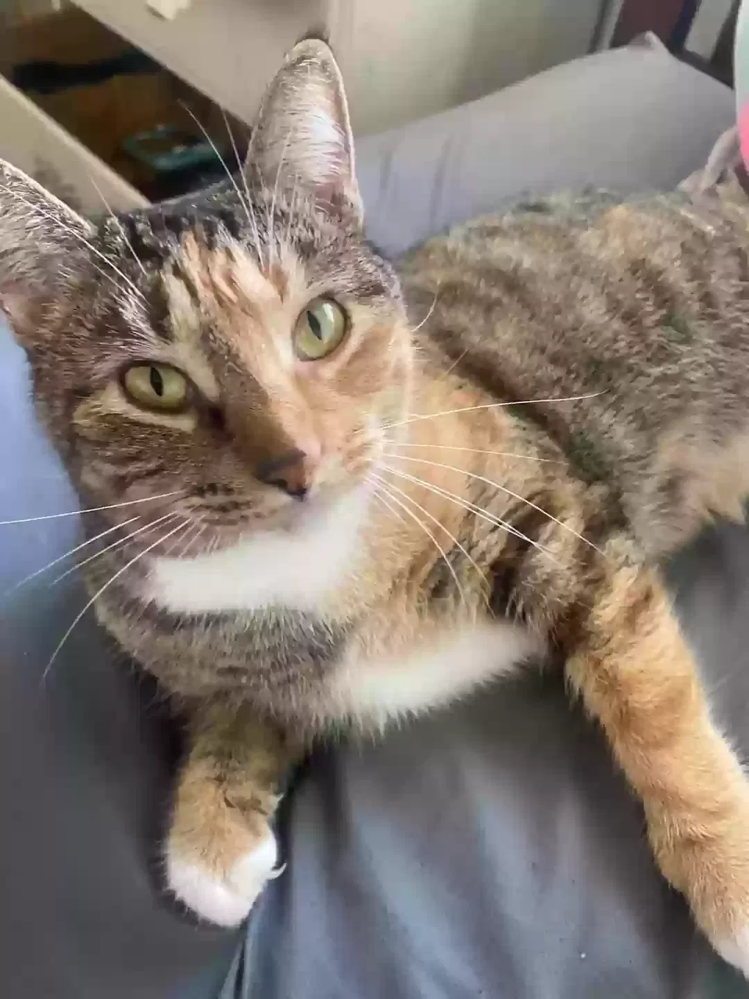 Lost cat in Yelm, WA, 98597
